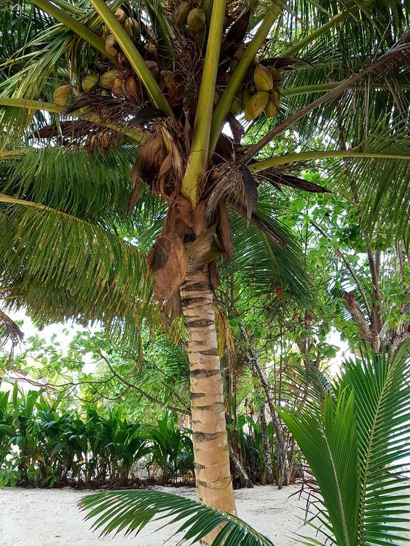 Villa Admiral Grand' Anse Buitenkant foto